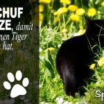 Schwarze Katze im grünen Gras