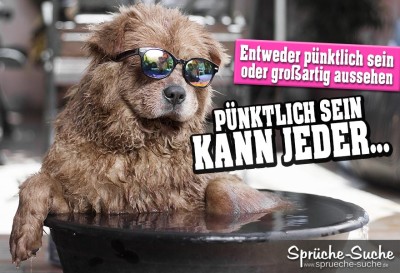 Cooler Hund mit Sonnenbrille nimmt ein Bad Spruchbild