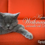 Katze schläft auf rotem Sofa - Spruch zu Weihnachten