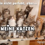 Schöner Spruch für Katzenliebhaber