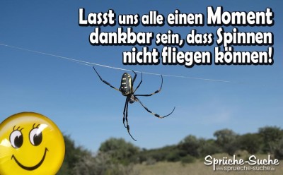 Lustiger Spruch über Spinnen