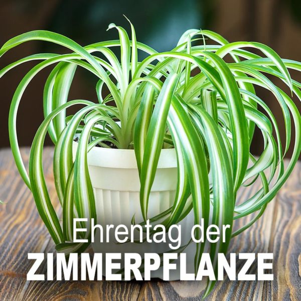 Ehrentag der Zimmerpflanze