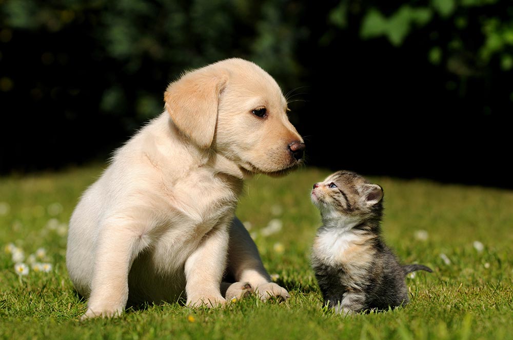 Hund und Katze - Gedenktag des Haustierdiebstahls