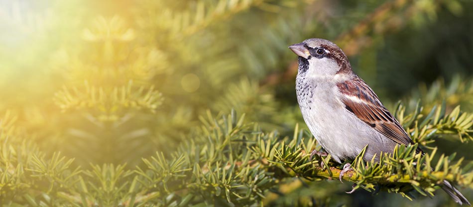 Spatz auf Nadelbaum