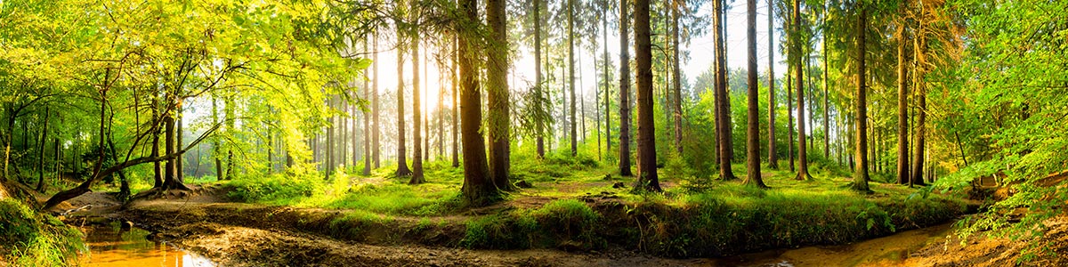 Wald Panorama