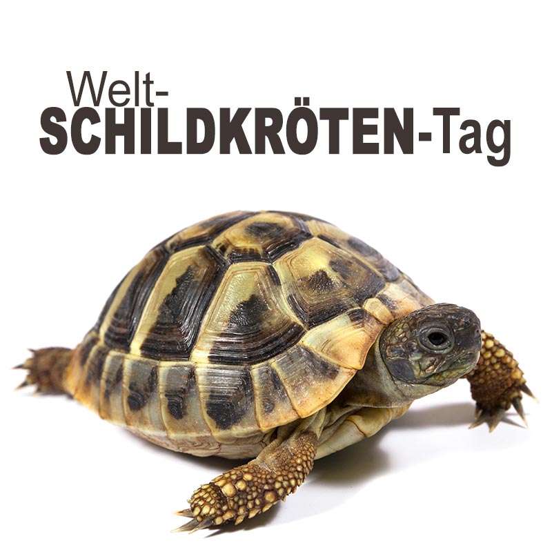 Welt-Schildkröten-Tag