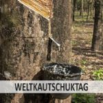 Kautschuk wird aus der Baumrinde des Kautschukbaums gewonnen