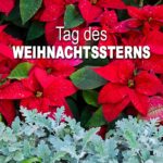 Tag des Weihnachtssterns