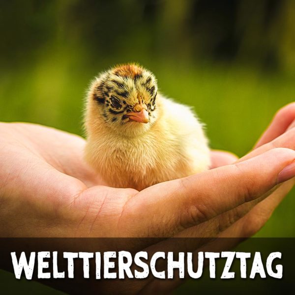 Welttierschutztag - Sprüche-Suche